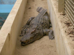 ���j�^���J���[