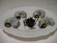 �c���`���R�ƃJ�u�g���V�����`���R